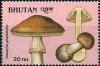 Colnect-2930-755-Amanita-phalloides.jpg