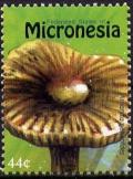 Colnect-4477-473-Amanita-peckeoides.jpg