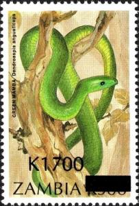 Colnect-5947-838-Eastern-Green-Mamba-Dendroaspis-angusticeps-.jpg