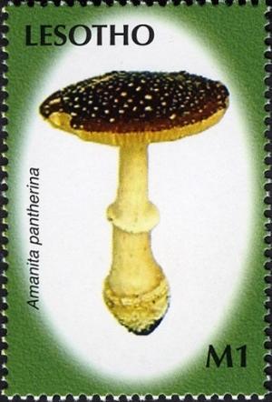 Colnect-1618-678-Amanita-pantherina.jpg