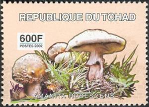 Colnect-2395-335-Amanita-rubescens.jpg