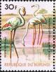 Colnect-2453-513-Greater-Flamingo-Phoenicopterus-roseus.jpg