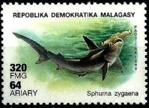 Colnect-3237-824-Smooth-Hammerhead-Sphyrna-zygaena.jpg