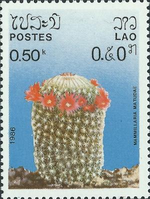 Colnect-4033-105-Mammillaria-matudae.jpg