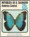 Colnect-2271-739-Common-Morpho-Morpho-peleides.jpg