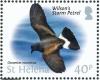 Colnect-4524-388-Wilson-s-Storm-Petrel-Oceanites-oceanicus.jpg
