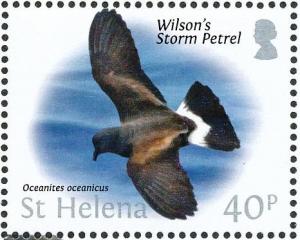 Colnect-4524-388-Wilson-s-Storm-Petrel-Oceanites-oceanicus.jpg