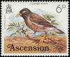 Colnect-1405-607-Common-Mynah-Acridotheres-tristis.jpg