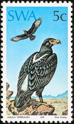 Verreaux--s-Eagle-nbsp--nbsp--nbsp--nbsp-Aquila-verreauxii.jpg