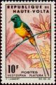 Colnect-508-178-Pygmy-Sunbird-Hedydipna-platura.jpg