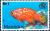 Colnect-2233-291-Tomato-Hind-Cephalopolis-sonnerati.jpg