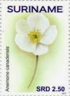 Colnect-4181-047-Anemone-canadensis.jpg