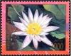 Colnect-2205-577-Tropical-Day-Blooming-Water-Lily-Nymphaea-x-daubenyana.jpg