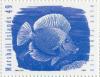 Colnect-2942-997-Blue-Tang-Acanthurus-coeruleus.jpg