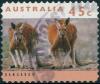 Colnect-3532-860-Red-Kangaroo-Macropus-rufus.jpg