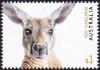 Colnect-6286-561-Red-Kangaroo-Macropus-rufus.jpg