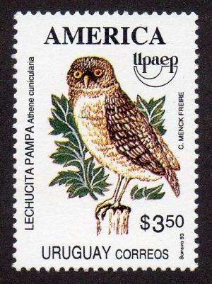 Colnect-1443-695-The-Burrowing-Owl-Speotyto-cunicularia.jpg