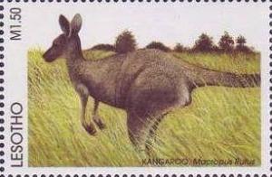 Colnect-1736-217-Red-Kangaroo-Macropus-rufus.jpg