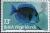 Colnect-3072-134-Blue-Tang-Acanthurus-coeruleus.jpg