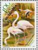 Colnect-1780-760-Greater-Flamingo-nbsp-Phoenicopterus-ruber.jpg
