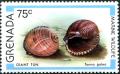 Colnect-2325-855-Giant-Tun-Tonna-galea.jpg