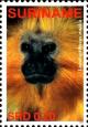 Colnect-3981-657-Leontopithecus-rosalia.jpg