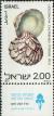 Colnect-2610-739-Zigzag-Venus-Lioconcha-castrensis.jpg