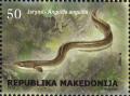 Colnect-5384-020-European-Eel-Anguilla-anguilla.jpg