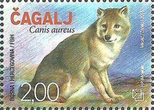Colnect-3154-321-Golden-Jackal-Canis-aureus.jpg