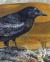 Colnect-202-146-Common-Raven-Corvus-corax.jpg