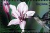 Colnect-3609-745-Rhododendron-nudiflorum.jpg