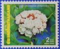 Colnect-3386-042-Clerodendrum-philippinum.jpg