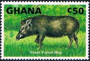 Colnect-2221-946-Giant-Forest-Hog-Hylochoerus-meinertzhageni.jpg