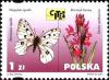 Colnect-2841-992-Apollo-Parnassius-apollo-Elder-flowered-Orchid-Orchis-sa.jpg
