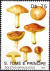 Colnect-2954-805-Boletus-granulatus.jpg