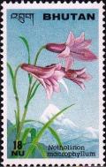 Colnect-3321-095-Notholirion-macrophyllum.jpg