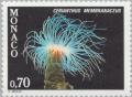 Colnect-148-764-Cylinder-Anemone-Cerianthus-membranaceus.jpg