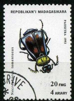 Colnect-1407-824-Gold-necked-Carrion-Beetle-Necrophorus-tomemtosus.jpg