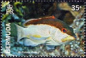 Colnect-3012-952-Bi-color-Coney-Cephalopholis-fulva-.jpg