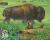 Colnect-201-661-American-Bison-Bison-bison-Black-tailed-Prairie-Dog.jpg
