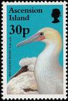 Colnect-4414-473-Red-footed-Booby-Sula-sula.jpg