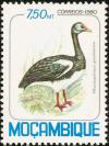Colnect-893-079-Spur-winged-Goose-Plectropterus-gambensis.jpg