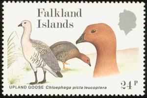 Colnect-1672-229-Greater-Upland-Goose-Chloephaga-picta-leucoptera.jpg