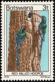 Colnect-597-721-Green-Wood-Hoopoe-Phoeniculus-purpureus.jpg
