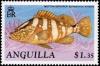 Colnect-2770-257-Nassau-Grooper-Epinephelus-striatus.jpg
