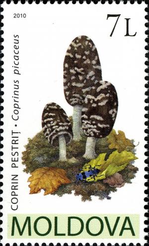 Colnect-730-666-Coprinus-picaceus.jpg