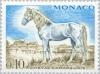 Colnect-148-194-Camargue-Horse-Equus-ferus-caballus.jpg