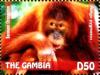 Colnect-3611-896-Bornean-Orangutan-Pongo-pygmaeus.jpg