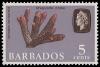 Colnect-4194-654-Staghorn-Coral-Acropora-cervicornis.jpg