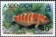 Colnect-4520-150-Marmalade-Razorfish-Xyrichthys-blanchardi-.jpg